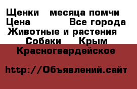 Щенки 4 месяца-помчи › Цена ­ 5 000 - Все города Животные и растения » Собаки   . Крым,Красногвардейское